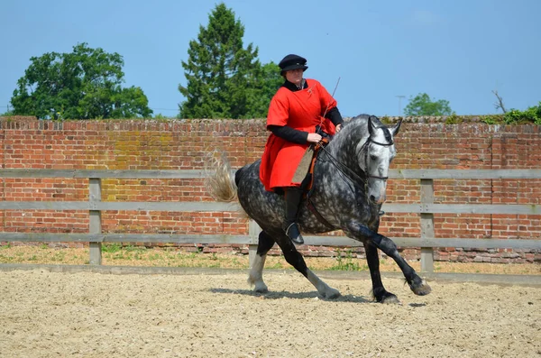 Segurança Walden Essex Inglândia Junho 2016 Cavalo Dapple Grey Sendo — Fotografia de Stock