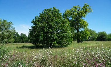 Vahşi çiçeklerdeki ağaçlar çayır güneş ve mavi gökyüzü.