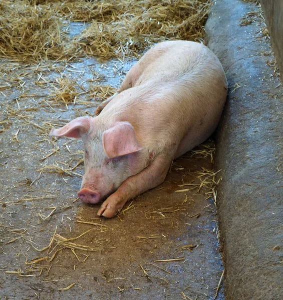 Молодая Свинья Лежит Свинарнике Соломенном Полу — стоковое фото