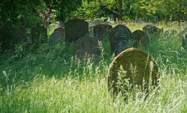 Böceklerin vahşi yaşamına yardım etmek için uzun süre büyüyeceği otlarla dolu bir mezarlık. Mezar taşları, uzun otlar ve ağaçlar..