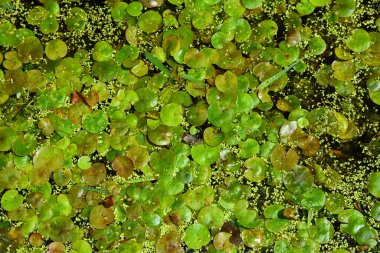 Göl otları Uçan Pennywort arka planı