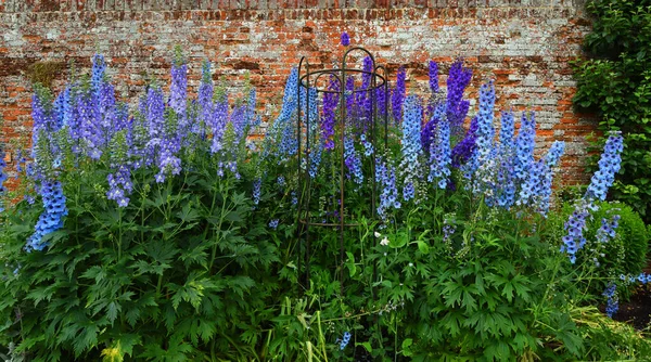Delphinium Bleu Fleurs Fleurs Contre Vieux Mur — Photo