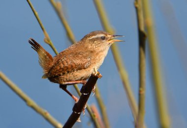 Gagası açık, ince bir dalın üzerine tünemiş minik İngiliz kuşu..