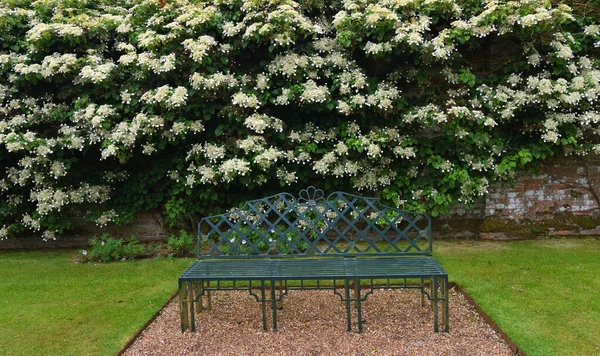 Floração Branca Escalada Hortênsia Ferro Forjado Assento Jardim — Fotografia de Stock