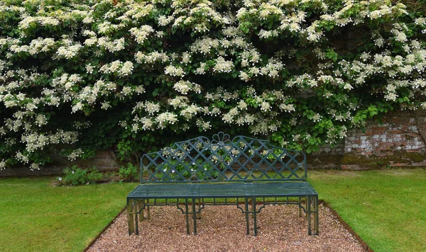 Flor Blanca Escalada Hydrangea Asiento Jardín Hierro Forjado — Foto de Stock