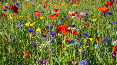 Haşhaş ve Çiçekli Yabani Çiçek Çayırı