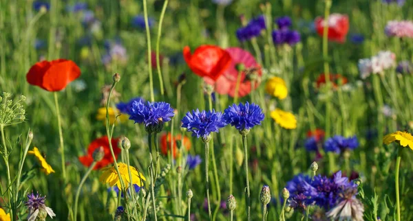 Pradera Flores Silvestres Con Amapolas Acianos —  Fotos de Stock