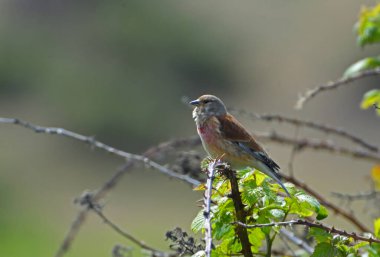 Kırmızı anket kuşu odak arkaplanından çalıların üzerine tünedi. 