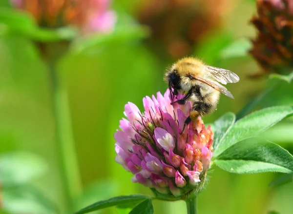 Bumblebee Temprano Aislado Flor Trébol Fuera Foco Fondo —  Fotos de Stock