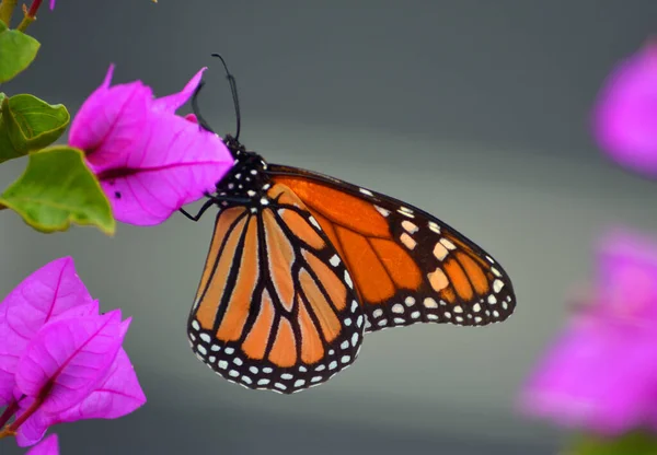 Papillon Monarque Coloré Sur Bougainvillier Rose — Photo
