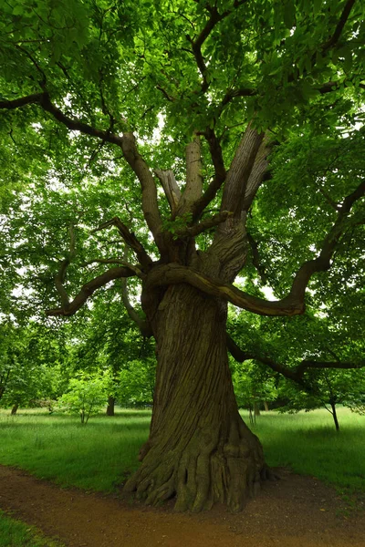 Großer Baum Mit Verdrehter Rinde — Stockfoto