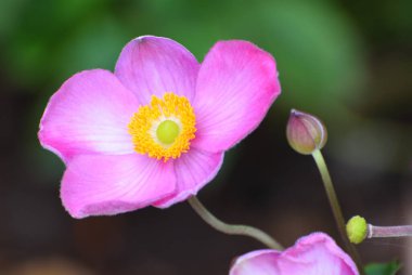Japon şakayığı. Pembe ve sarı. Yakın çekim.
