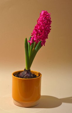 Hyacinth Pembe İnci saksıda çiçek açan ampul
