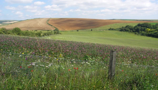 South Downs manzara, kır çiçekleri ve çit