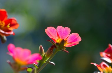 Yaz aylarında çiçek açan Delosperma açık Saksılı bitki