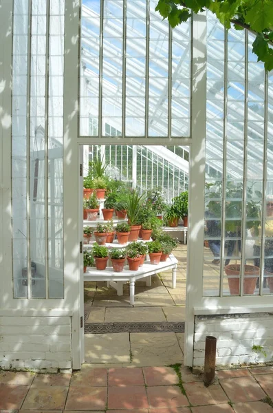 Interior da bela estufa velha com vasos de plantas e videiras . — Fotografia de Stock