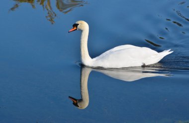 Mute Swan ve durgun su yansıma