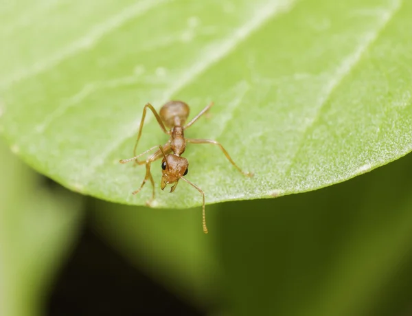 Una formica sulla foglia nel giardino — Foto Stock