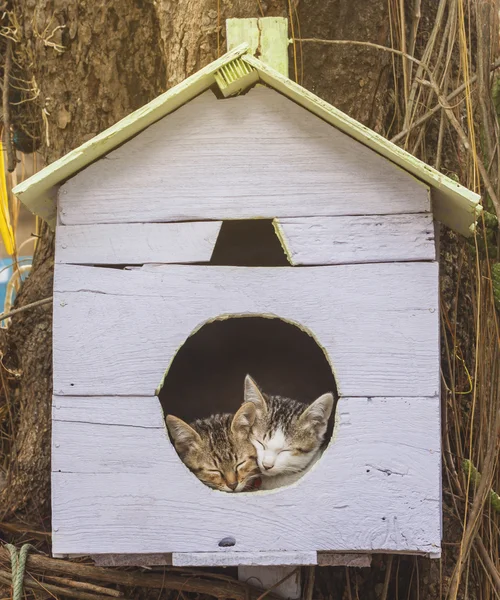 Zwei süße Kätzchen schlafen auf einem Vogelhaus — Stockfoto