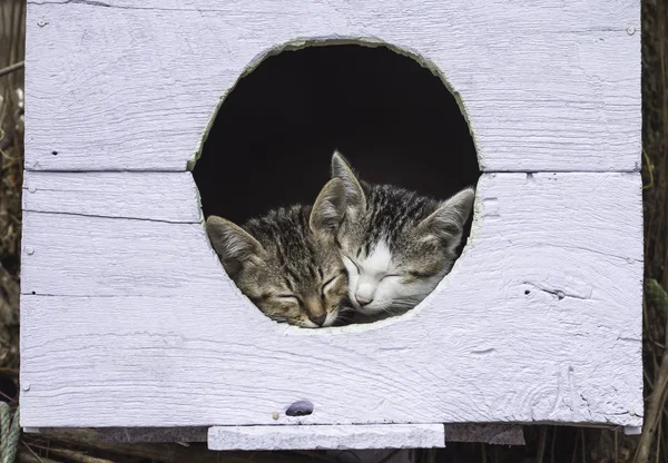 Zwei süße Kätzchen schlafen auf einem Vogelhaus — Stockfoto