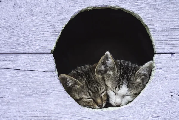 Два милых котенка спят в птичьем домике — стоковое фото