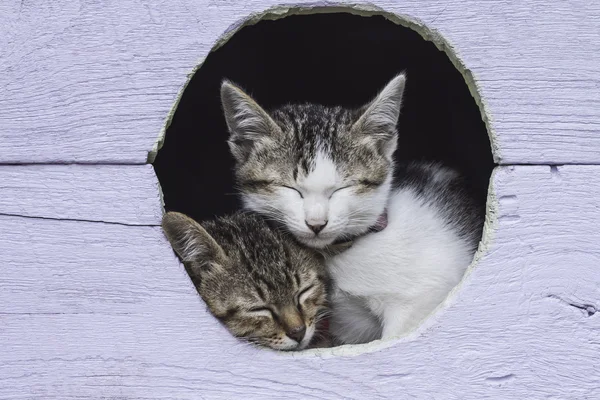 İki sevimli yavru bir kuş evi üzerinde uyuyor — Stok fotoğraf