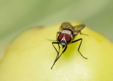 Makro, çürüyen bir domatese besleme sinek