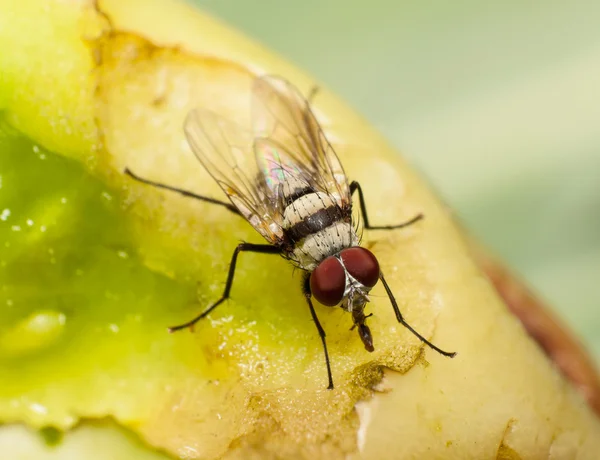 Makro, çürüyen bir domatese besleme sinek — Stok fotoğraf