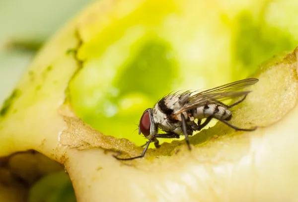 Macro, mosca alimentándose de un tomate podrido — Foto de Stock