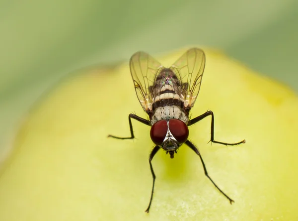 Макро, муха годує на гнилому помідорі — стокове фото