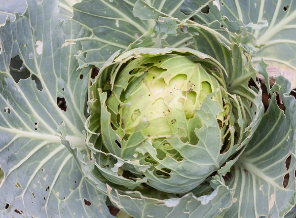 Le chou biologique a été mangé par les insectes — Photo