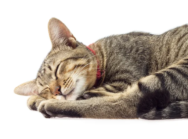 Kedi beyaz arka plan üzerinde uyuyor — Stok fotoğraf