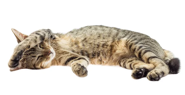 kedi beyaz arka plan üzerinde uyuyor