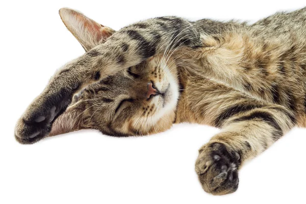 Gato duerme sobre fondo blanco — Foto de Stock