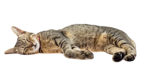 Beyaz arka plan üzerinde izole kedi uyur