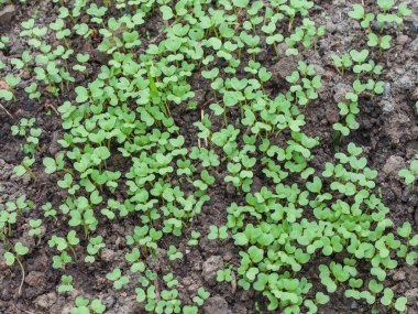 Sebze bahçesinde marul fidesi