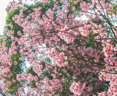 Sakura çiçek doğa arka plan üzerinde