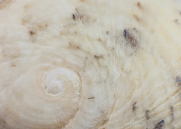 Sea shell close up, Spiral shell abstract — Stock Photo, Image