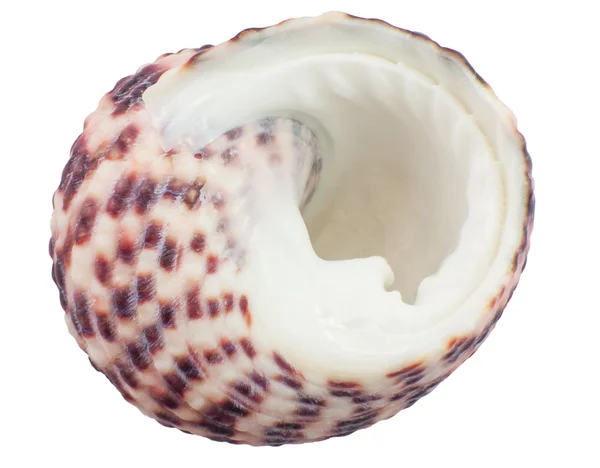 Sea shell close up, Spiral shell abstract — Stock Photo, Image