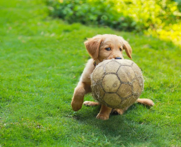 Χαριτωμένο Golden Retriever κουτάβι με μια μπάλα ποδοσφαίρου — Φωτογραφία Αρχείου