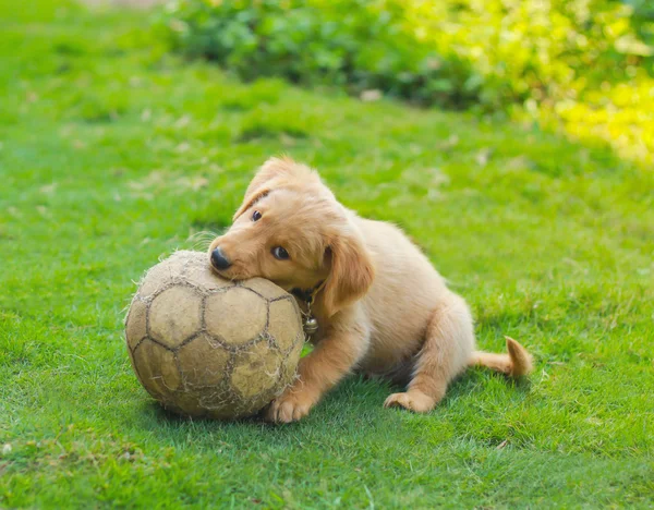 Schattige Golden Retriever Puppy met een voetbal — Stockfoto