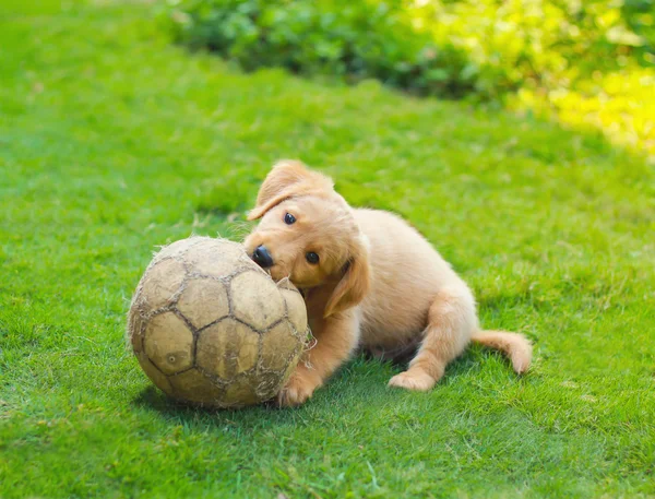 Şirin Golden Retriever köpek ile bir futbol topu