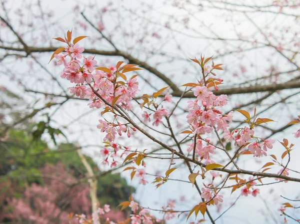 Foco suave Sakura flor no fundo do céu — Fotografia de Stock