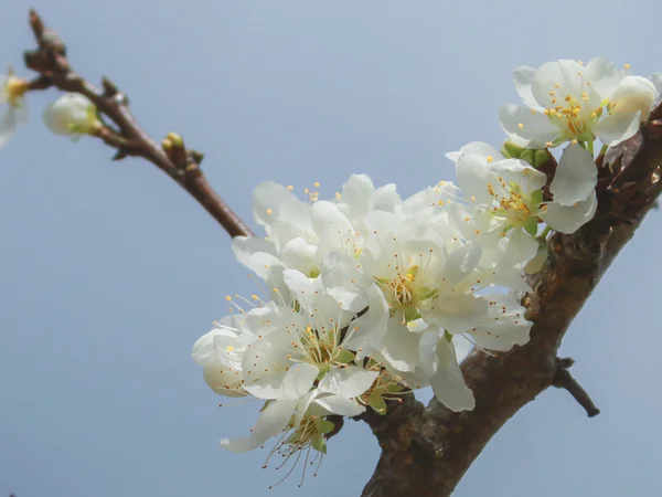 Foco suave branco Sakura flor no fundo do céu — Fotografia de Stock