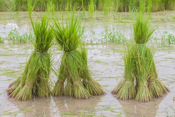 Mudas de arroz no campo de arroz, pronto para o plantio — Fotografia de Stock