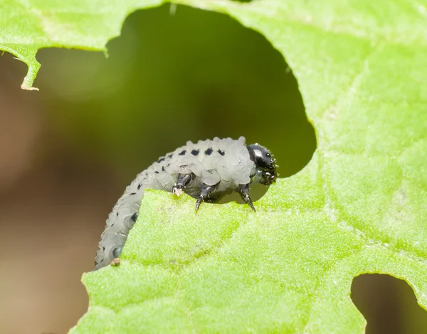 Oruga sobre hoja verde, plaga — Foto de Stock