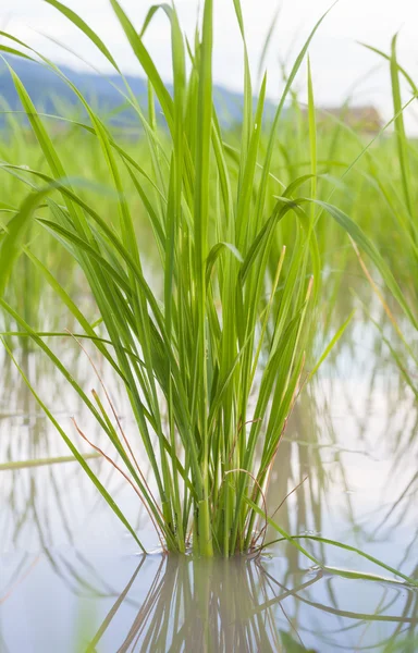 Mudas de arroz no campo de arroz — Fotografia de Stock