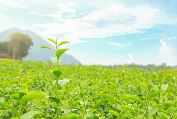  çay bud ve taze yaprakları çay tarlaları