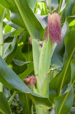 Yakın çekim genç mısır mısır koçanı Mısır alan.