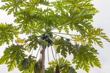 Yeşil papaya ağaçlar.